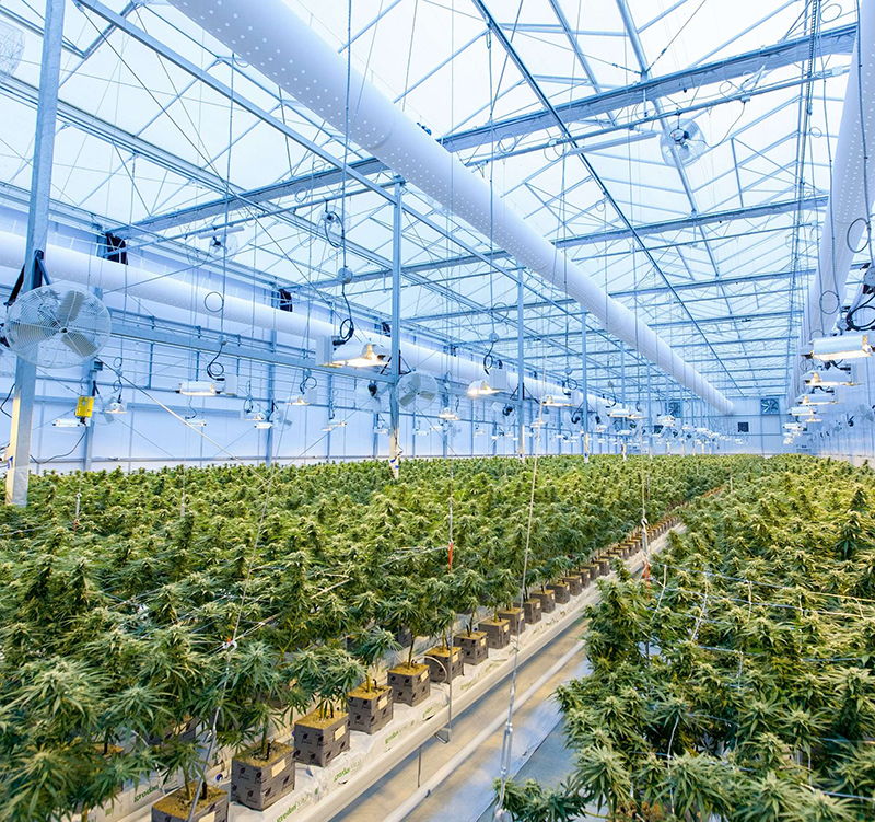 cannabis oil risks side effects